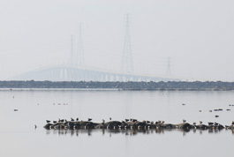 Dunbarten Bridge