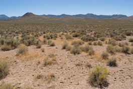 Desert